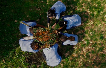 Individuals planting a tree